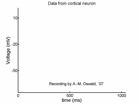 Neuron Regularly Spiking