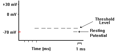 Neuron Spike