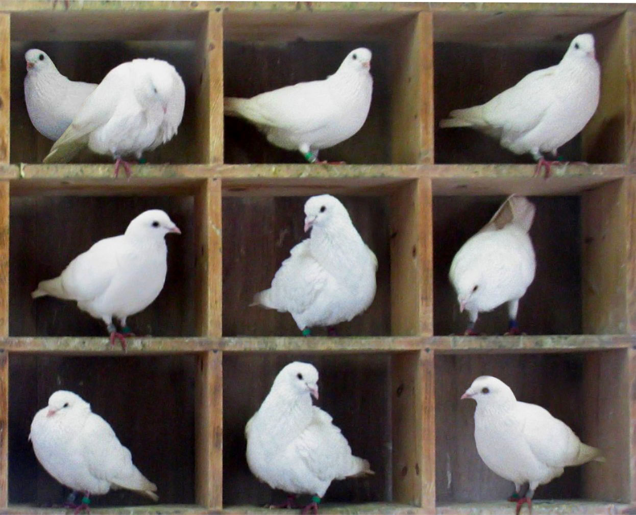 pigeons