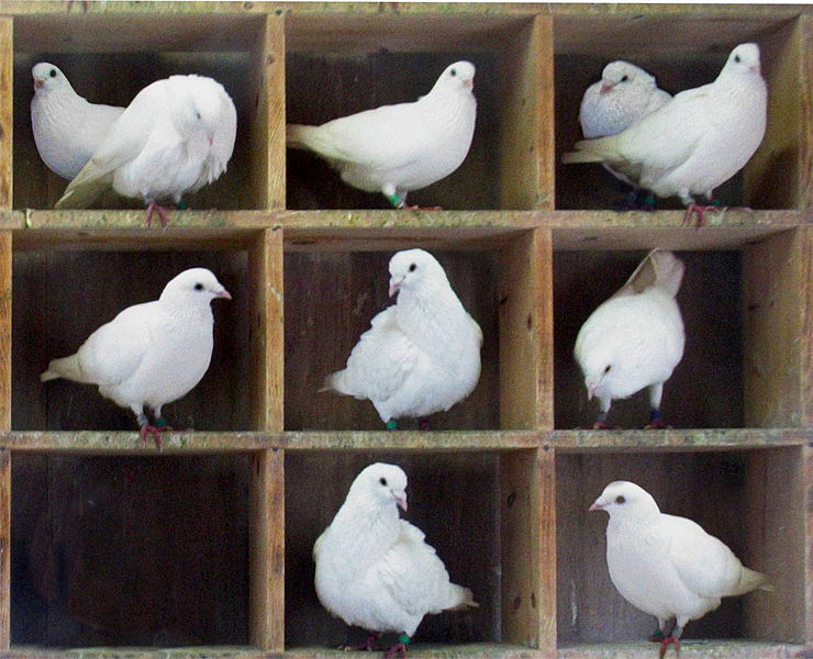 pigeons